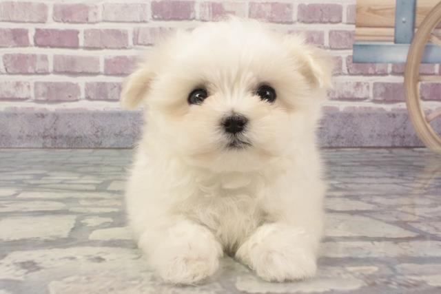 奈良県のマルチーズ (Coo&RIKU天理店/2024年2月7日生まれ/男の子/ホワイト)の子犬