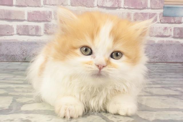 大阪府のマンチカン (Coo&RIKU城東古市店/2024年2月8日生まれ/女の子/レッドタビーホワイト)の子猫