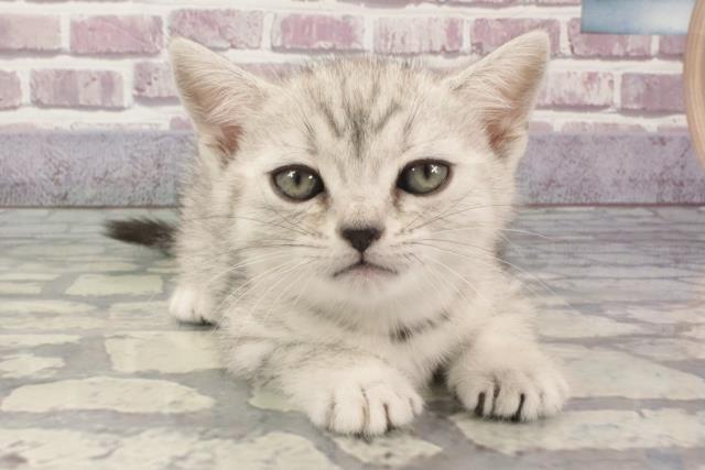 滋賀県のアメリカンショートヘアー (Coo&RIKU長浜店/2024年2月8日生まれ/女の子/シルバータビー)の子猫