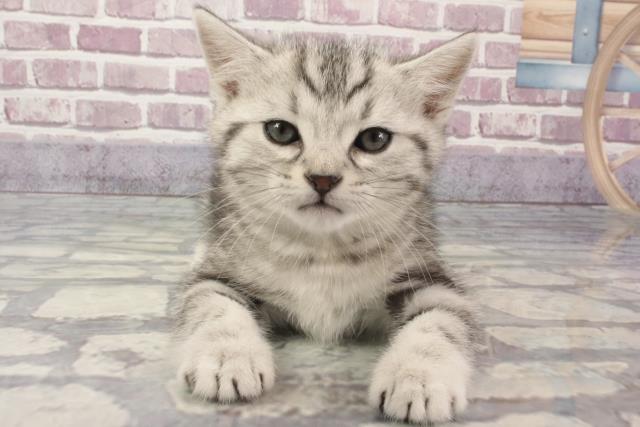 和歌山県のアメリカンショートヘアー (Coo&RIKU和歌山店/2024年2月8日生まれ/男の子/シルバータビー)の子猫