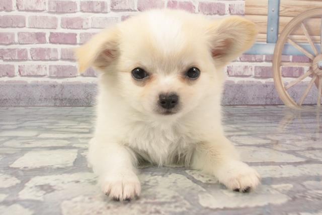 滋賀県のチワワ(ロング) (Coo&RIKUアヤハディオ水口店/2024年2月3日生まれ/女の子/クリーム)の子犬