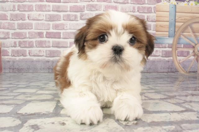 兵庫県のシーズー (Coo&RIKU尼崎店/2024年2月6日生まれ/女の子/ゴールドホワイト)の子犬