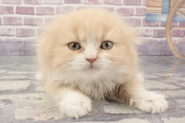 奈良県のスコティッシュフォールド (Coo&RIKU奈良新庄店/2024年2月7日生まれ/女の子/クリームタビーホワイト)の子猫