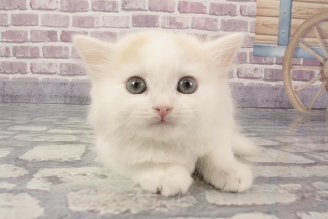 兵庫県のスコティッシュフォールド (Coo&RIKU尼崎店/2024年2月7日生まれ/男の子/クリームタビーホワイト)の子猫