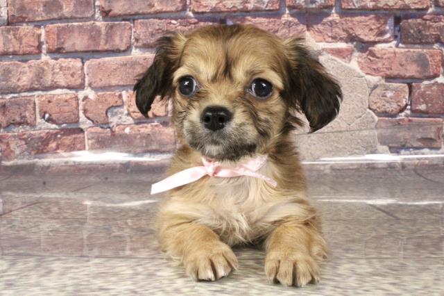 大阪府のハーフ犬 (Coo&RIKU城東古市店/2024年2月4日生まれ/女の子/レッド)の子犬