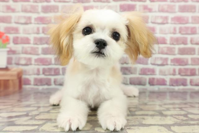 埼玉県のハーフ犬 (Coo&RIKU所沢店/2024年1月16日生まれ/女の子/ホワイトゴールド)の子犬