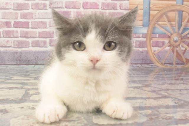 滋賀県のブリティッシュショートヘアー (Coo&RIKU東近江店/2024年2月2日生まれ/男の子/ブルーホワイト)の子猫