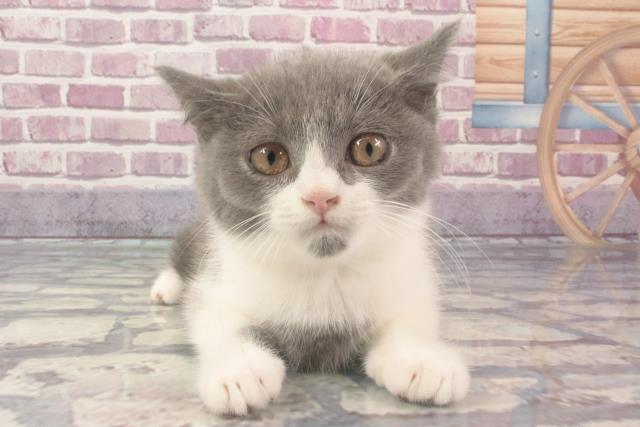 兵庫県のブリティッシュショートヘアー (Coo&RIKU神戸東灘店/2024年2月2日生まれ/男の子/ブルーホワイト)の子猫