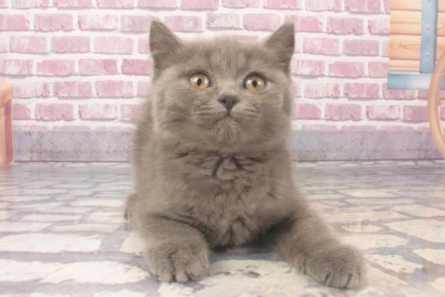 大阪府のブリティッシュショートヘアー (Coo&RIKU和泉店/2024年2月2日生まれ/男の子/ブルー)の子猫
