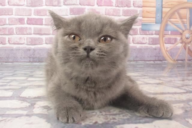 奈良県のブリティッシュショートヘアー (Coo&RIKU天理店/2024年2月2日生まれ/女の子/ブルー)の子猫