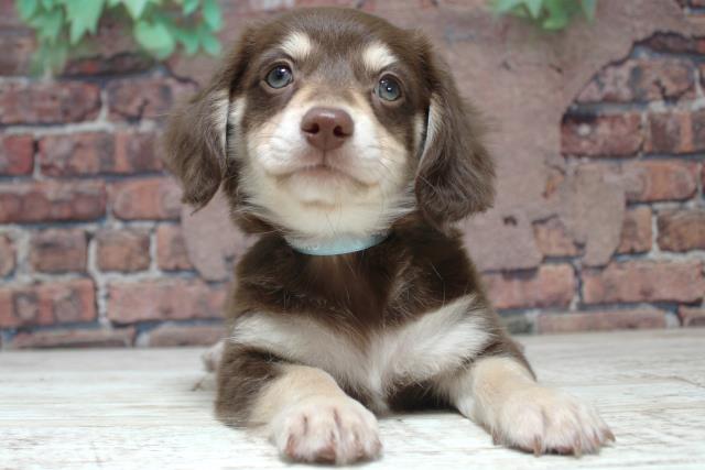 北海道のチワックス(チワワ×ダックス) (Coo&RIKU函館店/2024年2月6日生まれ/男の子/チョコレートタン)の子犬