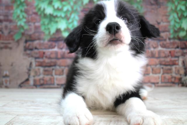 北海道のボーダーコリー (Coo&RIKU帯広店/2024年2月9日生まれ/男の子/ブラックホワイト)の子犬