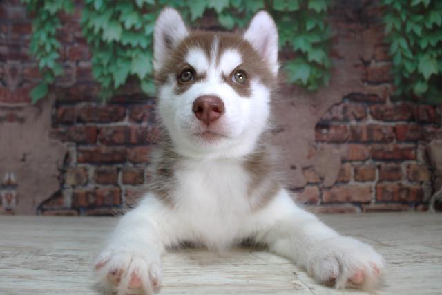 北海道のシベリアンハスキー (Coo&RIKU北見店/2024年2月7日生まれ/男の子/チョコレートホワイト)の子犬