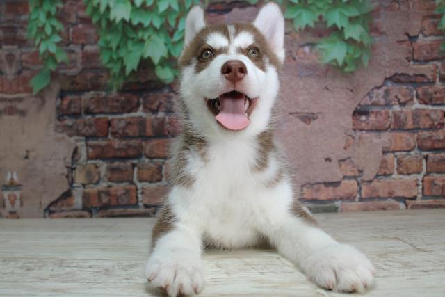 北海道のシベリアンハスキー (Coo&RIKU札幌西店/2024年2月7日生まれ/男の子/チョコレートホワイト)の子犬