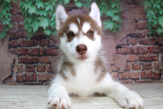 北海道のシベリアンハスキー (Coo&RIKU室蘭店/2024年2月7日生まれ/女の子/チョコレートホワイト)の子犬