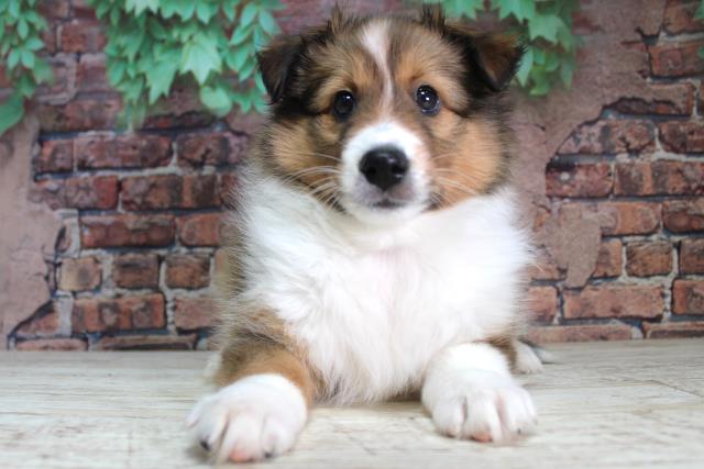 群馬県のシェットランドシープドッグ (Coo&RIKU伊勢崎店/2024年2月9日生まれ/女の子/セーブルホワイト)の子犬