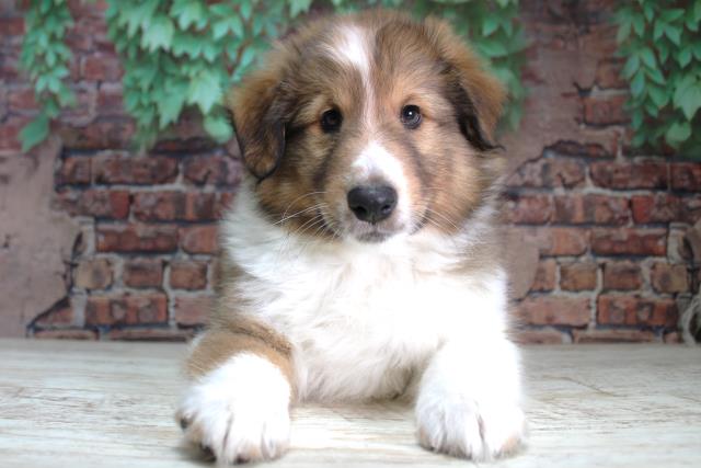 北海道のシェットランドシープドッグ (Coo&RIKU北見店/2024年2月11日生まれ/男の子/セーブルホワイト)の子犬