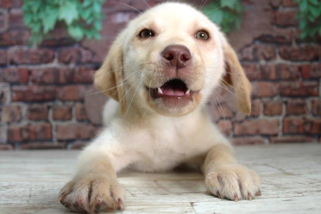 北海道のラブラドールレトリーバー (Coo&RIKU北見店/2024年1月16日生まれ/男の子/イエロー)の子犬