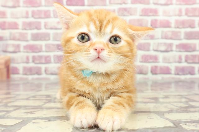 東京都のアメリカンショートヘアー (Coo&RIKU武蔵小山店/2024年2月10日生まれ/男の子/レッドタビー)の子猫