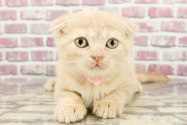千葉県のスコティッシュフォールド (Coo&RIKU東船橋店/2024年2月11日生まれ/女の子/クリームタビー)の子猫