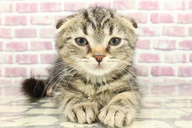 東京都のスコティッシュフォールド (Coo&RIKU練馬店/2024年2月11日生まれ/男の子/ブラウンタビー)の子猫