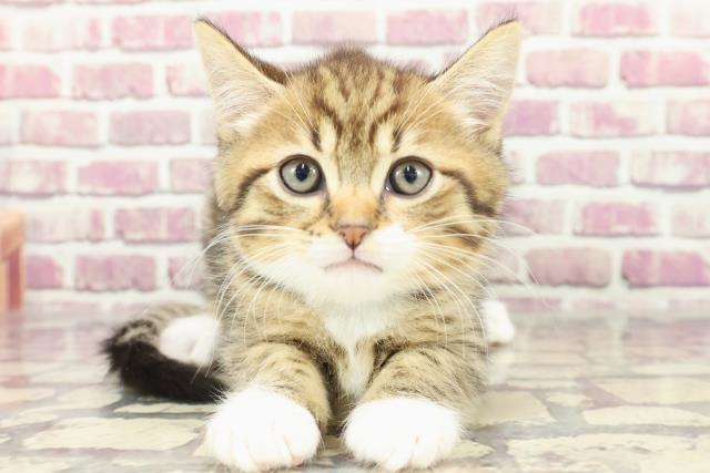 茨城県のスコティッシュフォールド (Coo&RIKUコメリパワーつくば西店/2024年2月11日生まれ/男の子/ブラウンタビーホワイト)の子猫