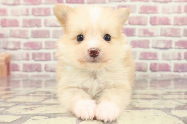 東京都のハーフ犬 (Coo&RIKU板橋店/2024年2月10日生まれ/男の子/クリーム)の子犬