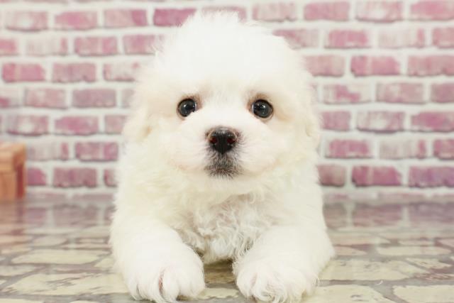 東京都のビションフリーゼ (Coo&RIKU大久保店/2024年2月11日生まれ/男の子/ホワイト)の子犬