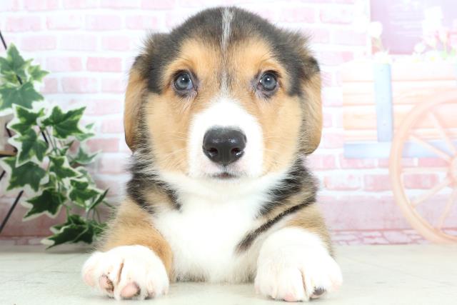 大分県のウェルシュコーギーペンブローク (Coo&RIKU大分店/2024年2月7日生まれ/男の子/ブラックタンホワイト)の子犬