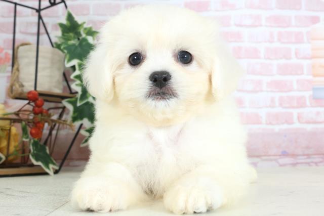 熊本県のペキプー(ペキニーズ×プードル) (Coo&RIKU熊本店/2024年2月10日生まれ/女の子/ホワイト)の子犬