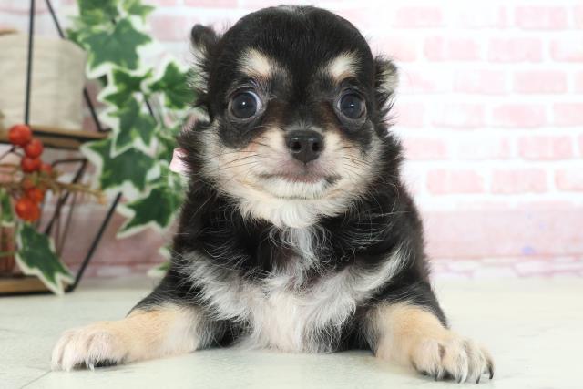 福岡県のチワワ(ロング) (Coo&RIKU福岡西店/2024年2月10日生まれ/女の子/ブラックタンホワイト)の子犬