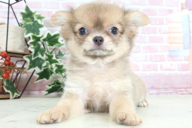 福岡県のチワワ(ロング) (Coo&RIKU久留米店/2024年2月6日生まれ/女の子/ブルーフォーン)の子犬