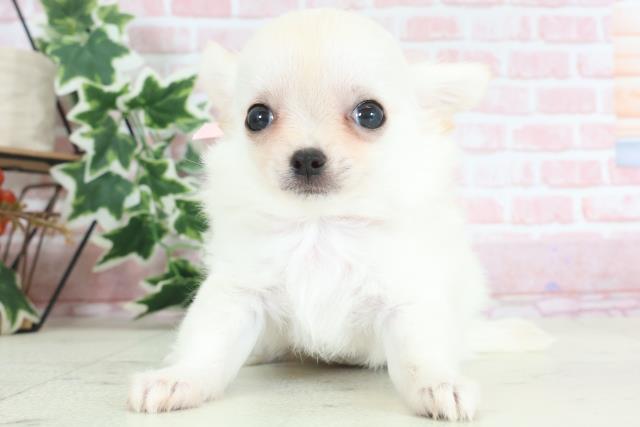 熊本県のチワワ(ロング) (Coo&RIKU宇土シティモール店/2024年2月6日生まれ/女の子/クリーム)の子犬