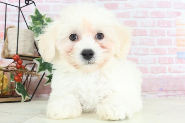 大分県のマルプー(マルチーズ×プードル) (Coo&RIKU大分店/2024年2月7日生まれ/男の子/ホワイト)の子犬