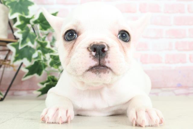 福岡県のフレンチブルドッグ (Coo&RIKU福岡西店/2024年2月9日生まれ/女の子/ホワイト)の子犬