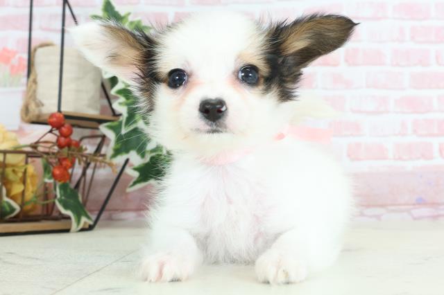 福岡県のパピヨン (Coo&RIKU福岡東店/2024年2月11日生まれ/女の子/ホワイトブラウン)の子犬
