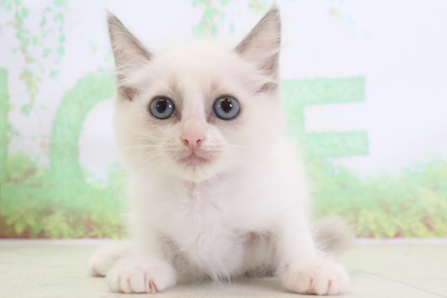 兵庫県のラグドール (Coo&RIKU丹波店/2024年2月5日生まれ/女の子/ブルーポイントバイカラー)の子猫