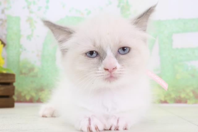 宮崎県のラグドール (Coo&RIKU宮崎店/2024年2月7日生まれ/女の子/ブルーポイントバイカラー)の子猫