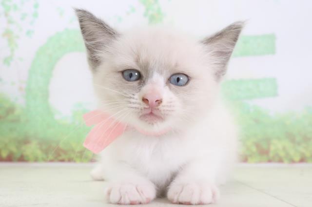 福岡県のラグドール (Coo&RIKU黒崎店/2024年2月7日生まれ/女の子/ブルーポイントバイカラー)の子猫