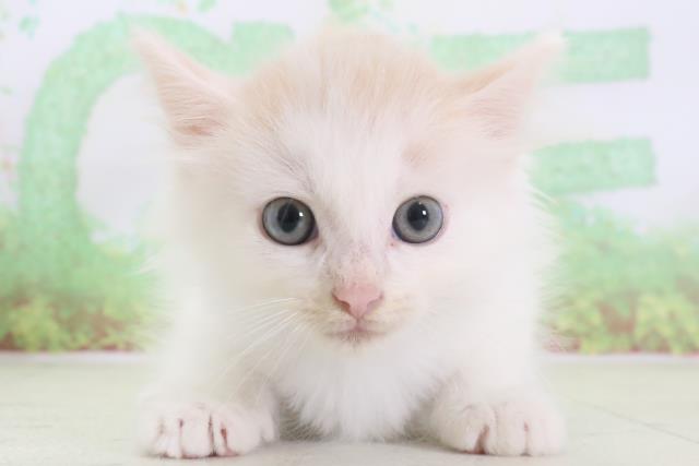 大阪府のノルウェージャンフォレストキャット (Coo&RIKU枚方店/2024年2月7日生まれ/男の子/クリームタビーホワイト)の子猫