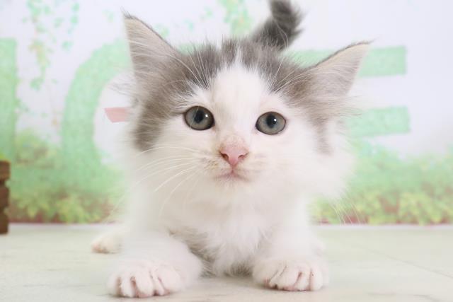 奈良県のノルウェージャンフォレストキャット (Coo&RIKU奈良新庄店/2024年2月7日生まれ/女の子/ブルータビーホワイト)の子猫