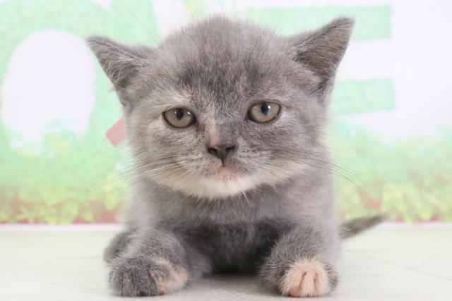 宮崎県のブリティッシュショートヘアー (Coo&RIKU宮崎店/2024年2月8日生まれ/女の子/ブルークリーム)の子猫