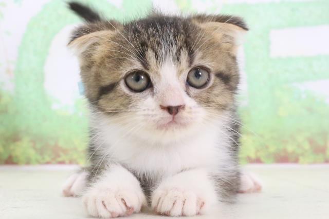 熊本県のスコティッシュフォールド (Coo&RIKU宇土シティモール店/2024年2月11日生まれ/男の子/ブラウンタビーホワイト)の子猫