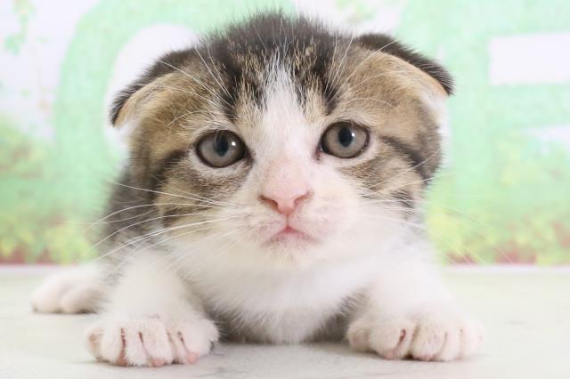 長崎県のスコティッシュフォールド (Coo&RIKU長崎浜町店/2024年2月11日生まれ/男の子/ブラウンタビーホワイト)の子猫