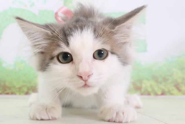 兵庫県のノルウェージャンフォレストキャット (Coo&RIKU伊丹店/2024年1月8日生まれ/女の子/ブルータビーホワイト)の子猫