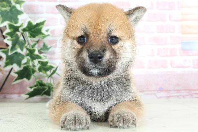 宮崎県の柴犬(標準サイズ) (Coo&RIKU宮崎店/2024年2月11日生まれ/女の子/赤)の子犬
