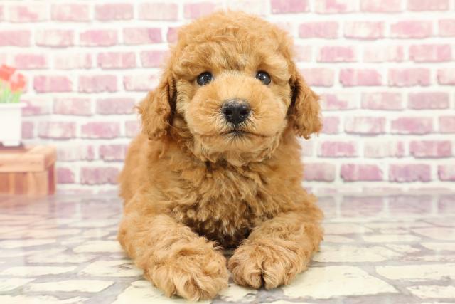 富山県のトイプードル(トイ) (Coo&RIKU富山店/2024年2月11日生まれ/男の子/レッド)の子犬