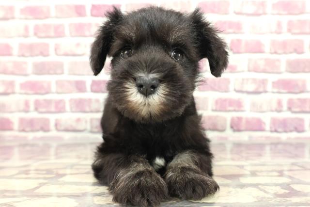 北海道のミニチュアシュナウザー (Coo&RIKU北見店/2024年2月11日生まれ/女の子/ブラックシルバー)の子犬