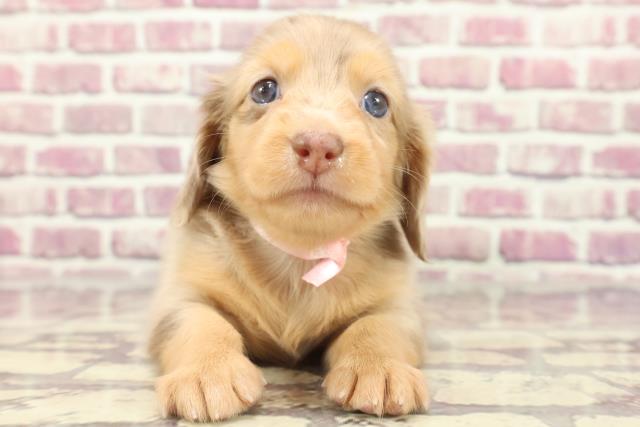 千葉県のカニンヘンダックスフンド(ロング) (Coo&RIKU東船橋店/2024年2月11日生まれ/女の子/チョコレートダップル)の子犬