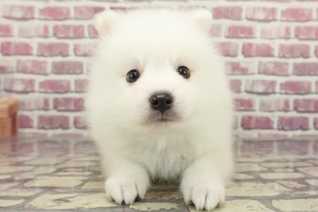 北海道の日本スピッツ (Coo&RIKU函館店/2024年2月11日生まれ/男の子/ホワイト)の子犬